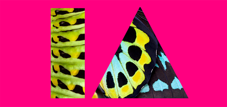 UCD Innovation Academy branding shows the IA icon containing photography of a caterpillar (through the letter I) and a butterfly (through the letter A). The colours are vibrant blues and greens, on a bright pink background