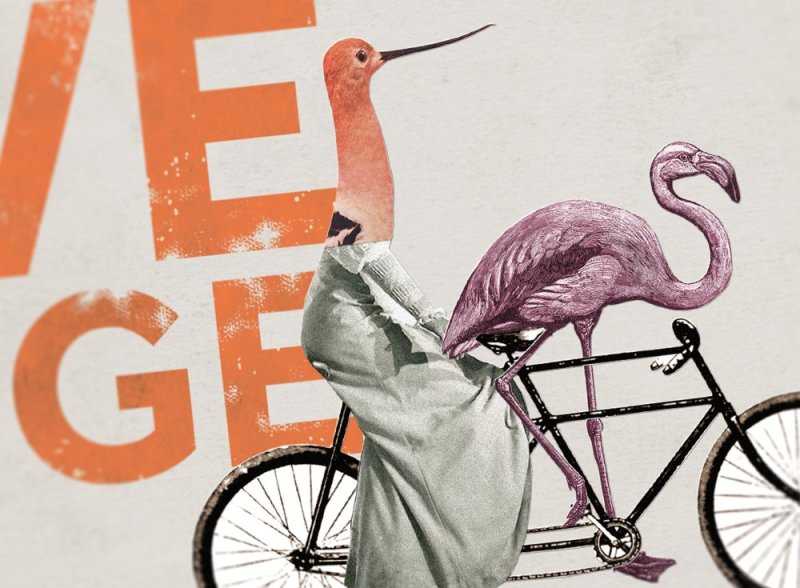 Careers brand with Drive Change in bold typography, with a bird in a dress and a flamingo riding a tandem 